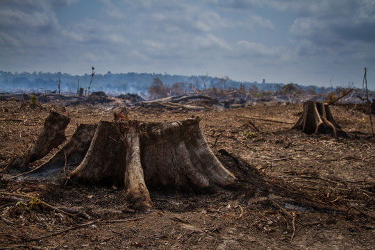 Deforestation on the banks of the Xingu River, Amazon - Brazil