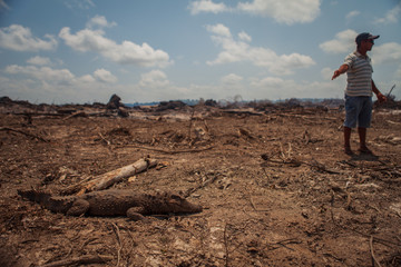 Fototapeta premium A dead alligator on the banks of the Xingu River, amazon - Brazil