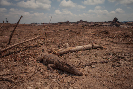 A dead alligator on the banks of the Xingu River, amazon - Brazil