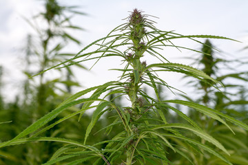 canabis on marijuana field ganja farm sativa leaf weed medical hemp hash plantation cannabis legal...