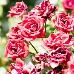Fading red roses on a rosebush isolated from the background. Image for themes of loss. 