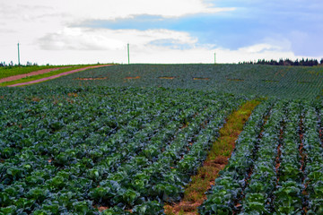 Landscape view of a freshly growing cabbage field.