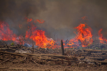 Forest on fire on the banks of the Xingu River, Amazon - Brazil