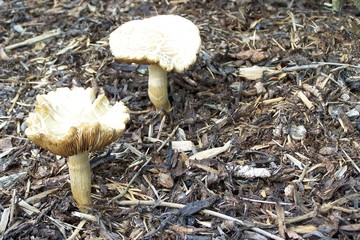 Pilz-Duo auf Waldboden