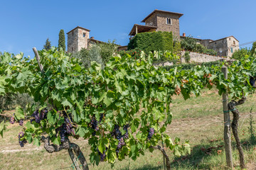 Fototapeta na wymiar Bunches of grapes in the vineyards below the medieval village of Montefioralle, Florence, Tuscany, Italy