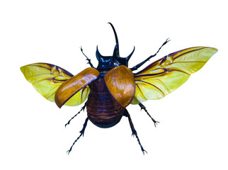 rhinoceros beetle isolated on white background