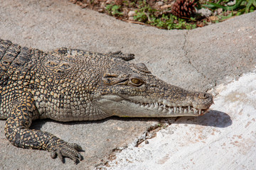Obraz premium Close-up shot of crocodile laying on ground in sun