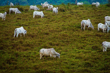 Oxen on pasture on deforested farm - Amazonia, Brazil