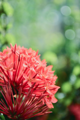 Beautiful red pink spike flower in the garden with bokeh background.