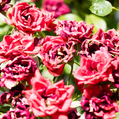 Dried and shriveled petals of beautiful red roses on a rose tree. Copy space in the front and background. 