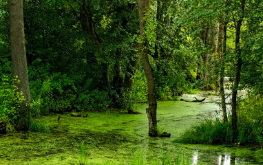Fototapeta na wymiar An overcast day in the swamp with cypress tree trunks and duckweed on Lake Martin outside of Breaux Bridge in the St. Martin Parish of Louisiana.