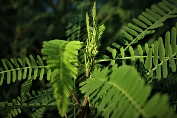 green fern in the forest