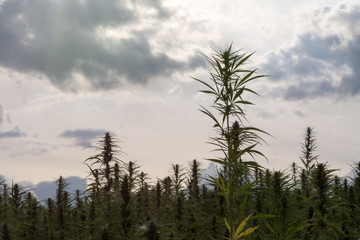 canabis on marijuana field ganja farm sativa leaf weed medical hemp hash plantation cannabis legal...