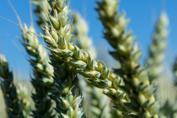 Close-up shot of early wheat in spring