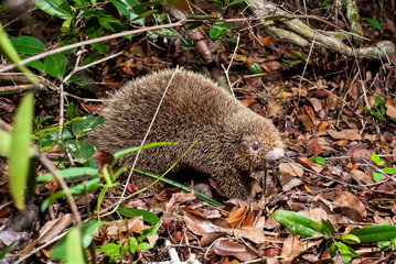 Bristle spined rat photographed in Guarapari, Espirito Santo. Southeast of Brazil. Atlantic Forest Biome. Picture made in 2007.