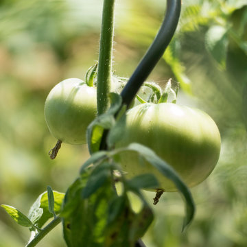 Tomato plant with two unripe green tomatoes. On the image there is a part of a spiral-shaped growth support visible.
