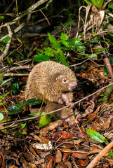 Bristle spined rat photographed in Guarapari, Espirito Santo. Southeast of Brazil. Atlantic Forest Biome. Picture made in 2007.