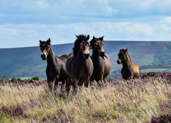 Exmoor Ponies - August 2019