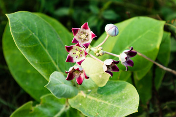 flower with green leaves