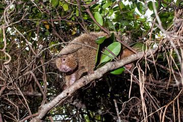 Bristle spined rat photographed in Guarapari, Espirito Santo. Southeast of Brazil. Atlantic Forest Biome. Picture made in 2007.