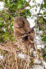 Bristle spined rat photographed in Guarapari, Espirito Santo. Southeast of Brazil. Atlantic Forest Biome. Picture made in 2007.