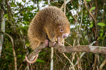 Bristle spined rat photographed in Guarapari, Espirito Santo. Southeast of Brazil. Atlantic Forest Biome. Picture made in 2007.