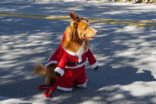 Hobe Sound Christmas Parade 2022 Hobe Images – Browse 72 Stock Photos, Vectors, And Video | Adobe Stock