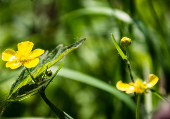  flowers, garden, summer