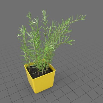 Rosemary growing in planter