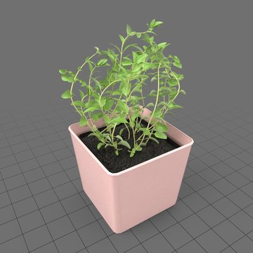 Oregano growing in planter