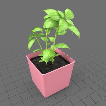 Basil growing in planter
