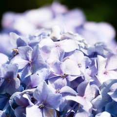 Fototapeta na wymiar Focusing in the front on blooming blue hydrangea flowers. In the blurred blue background there is copy space. 