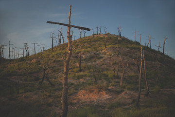 Forest crosses