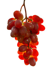 bunch of grapes isolated on white background