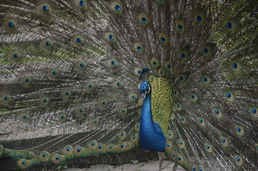 Fototapeta premium Peacock with raised feathers