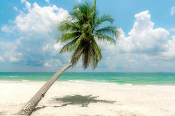 White Sand beach with alone palm tree and turquoise sea. Summer vacation and travel concept.