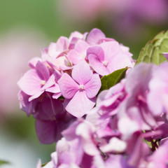 Focusing on one blossom of a pink hydrangea surrounded by many other blooming blurred flowers. Copy space around the pink blossom.