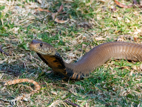 Mozambique Spitting Cobra (Naja Mossambica) Snake