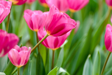 Fototapeta premium Close up bright colorful pink tulip blooms in spring morning. Spring background with beautiful pink tulips.