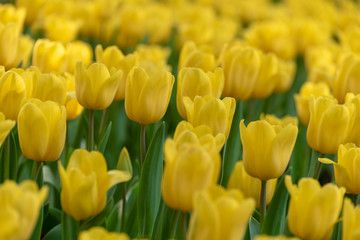 Obraz premium Close up bright colorful yellow Tulip blooms in spring morning. Spring background with beautiful yellow tulips.