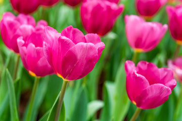 Fototapeta premium Close up bright colorful pink tulip blooms in spring morning. Spring background with beautiful pink tulips.