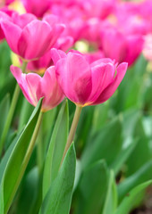 Close up bright colorful pink tulip blooms in spring morning. Spring background with beautiful pink tulips.