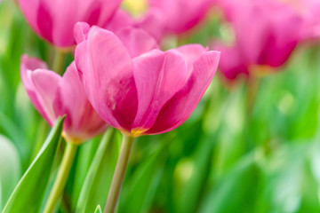 Close up bright colorful pink tulip blooms in spring morning. Spring background with beautiful pink tulips.