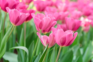 Close up bright colorful pink tulip blooms in spring morning. Spring background with beautiful pink tulips.