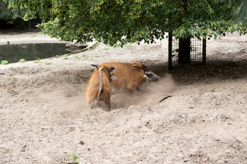 zwei hintereinander her rennende pinsel schweine im tierpark thüle deutschland fotografiert an...