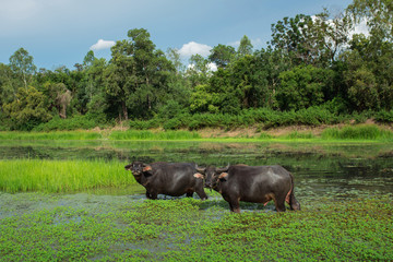Fototapeta na wymiar Thai buffalo, Buffalo herds migrating across the river to find food sources. The concept of migration habitat.