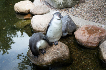 ein sich herab beugender pinguin und aufrecht stehender pinguin im tierpark thüle deutschland fotografiert an einem sonnigen tag