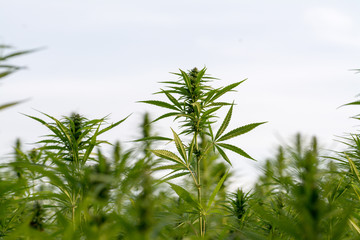 canabis on marijuana field ganja farm sativa leaf weed medical hemp hash plantation cannabis legal or illegal drug