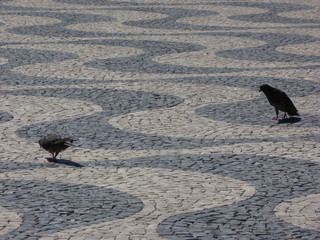 Pigeons on Rossio square, Lisbon
