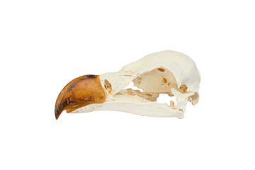 Fototapeta premium Skull griffon vulture head with white background
